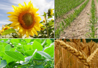 Informe mensual del USDA – Estimaciones en EE.UU.