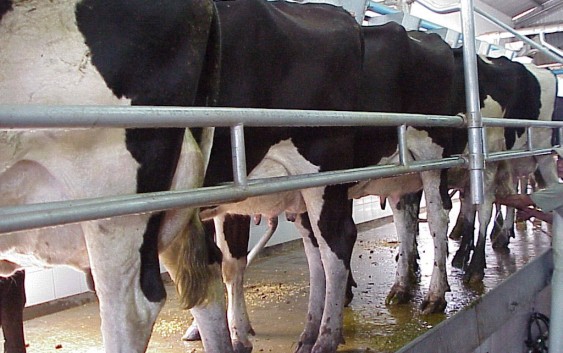 Detección del celo en vaca