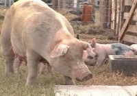 Capacitación para veterinarios en necropsia
