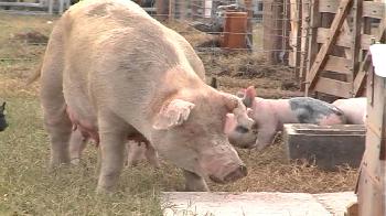Capacitación para veterinarios en necropsia