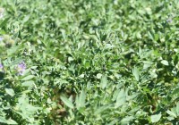 Resultados de la Red de Evaluación de Cultivares de Alfalfa del INTA