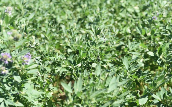 Resultados de la Red de Evaluación de Cultivares de Alfalfa del INTA