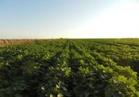 Manejo de cultivos en un escenario complejo: la mirada ecofisiologica