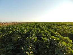 Manejo de cultivos en un escenario complejo: la mirada ecofisiologica