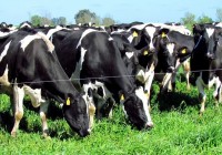 Club de las Buenas Prácticas Tamberas