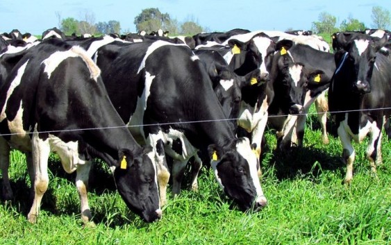 Club de las Buenas Prácticas Tamberas