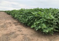 Lluvias en regiones claves de Estados Unidos presionan a la baja a la soja y el maíz