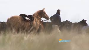 Camino a una ganadería sustentable