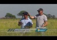 Ensayos de pasturas subtropicales Ensayos de pasturas subtropicales