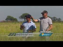 Ensayos de pasturas subtropicales