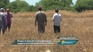 Se recuperó la alfalfa “Salinera INTA”