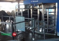 Enseñanzas del tambo robotizado del INTA Rafaela Enseñanzas del tambo robotizado del INTA Rafaela