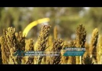 Prospectiva en maquinarias agrícolas Prospectiva en maquinarias agrícolas