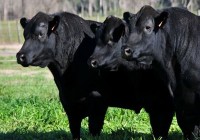 Brasil importará reproductores bovinos de Argentina