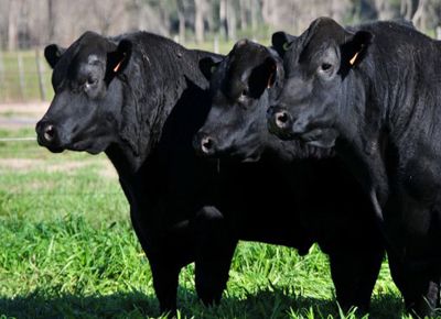 Brasil importará reproductores bovinos de Argentina