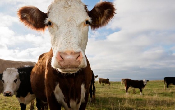 De vacas, gases y cambio climático