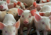 INTA Marcos Juárez – Cómo afecta la pandemia el desenvolvimiento del sector porcino INTA Marcos Juárez – Cómo afecta la pandemia el desenvolvimiento del sector porcino