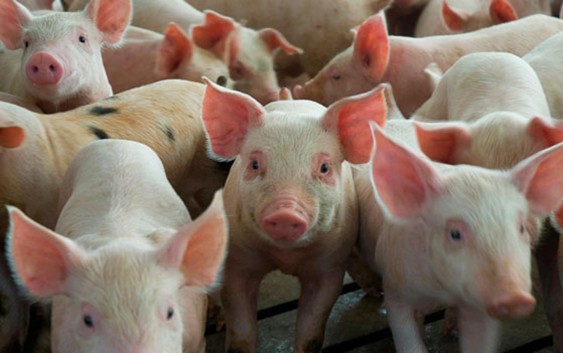 INTA Marcos Juárez – Cómo afecta la pandemia el desenvolvimiento del sector porcino