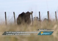 De vacas, gases y cambio climático De vacas, gases y cambio climático
