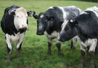 En Mayo arrancan las Jornadas Lecheras Nacionales 2021