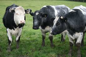 En Mayo arrancan las Jornadas Lecheras Nacionales 2021