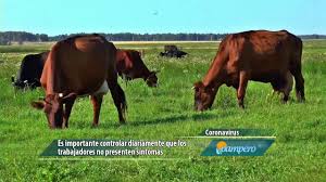 COVID19 : prevención en el ámbito rural