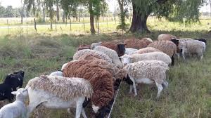 Ovinos en la recuperación y valoración del monte pampeano