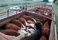 Senasa facilita gestiones para el movimiento de animales vivos