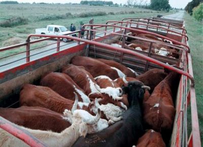 Senasa facilita gestiones para el movimiento de animales vivos