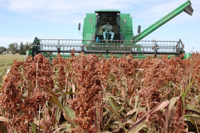 Red de evaluación de cultivares de sorgo del INTA Oliveros