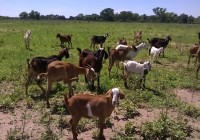 Producción de carne caprina