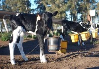 Un viaje a los tambos sustentables: Establecimiento El Porvenir