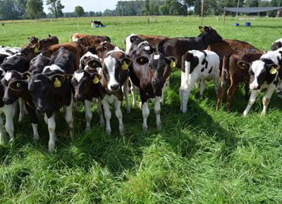 Webinar: Efectos del estrés por calor en vacas lecheras
