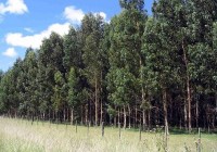 Córdoba: Está disponible online el manual para iniciar el proceso obligatorio de forestación de campos Córdoba: Está disponible online el manual para iniciar el proceso obligatorio de forestación de campos