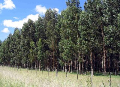 Córdoba: Está disponible online el manual para iniciar el proceso obligatorio de forestación de campos