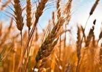 EL TRIGO QUE SE VIENE