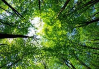 II Jornada de forestación del sur de Córdoba