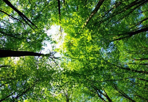 II Jornada de forestación del sur de Córdoba