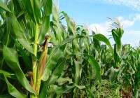 Coloquio TodoMaíz + Sorgo – registrate