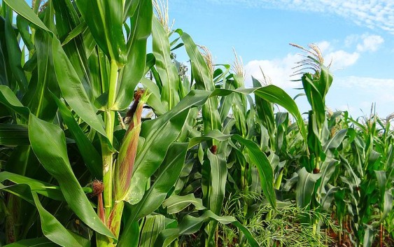 Coloquio TodoMaíz + Sorgo – registrate