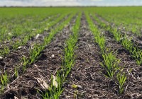 La siembra de trigo cae 400.000 hectáreas