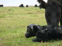 En qué consiste la Determinación Obligatoria de Estatus Sanitario DOES