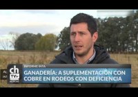 Ganadería a suplementación con cobre en rodeos con deficiencia