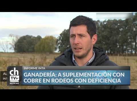 Ganadería a suplementación con cobre en rodeos con deficiencia