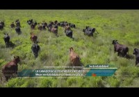 La ganadería sustentable es negocio