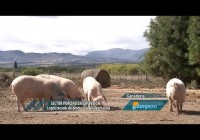 Sector porcino en expasión Sector porcino en expasión