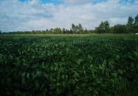 CharlasTécnicasACO: Manejo de enfermedades en soja