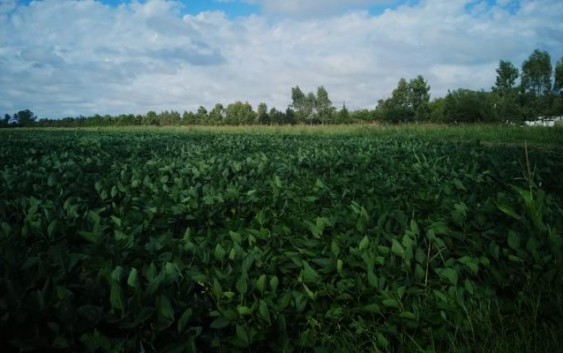 CharlasTécnicasACO: Manejo de enfermedades en soja