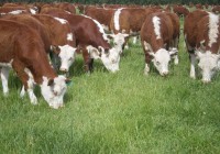 Genética bovina: El Senasa logró abrir el mercado de Chile Genética bovina: El Senasa logró abrir el mercado de Chile