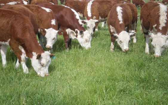 Genética bovina: El Senasa logró abrir el mercado de Chile